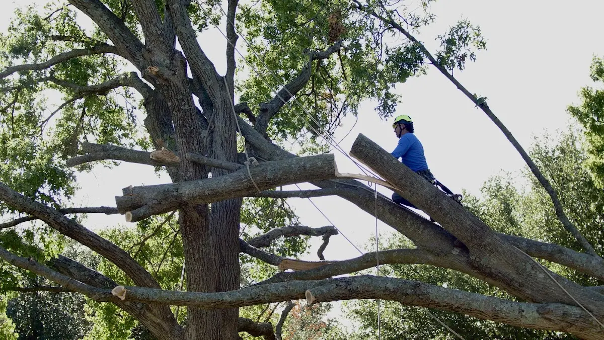 Professional Crown Thinning performed by certified arborists in Whitesville