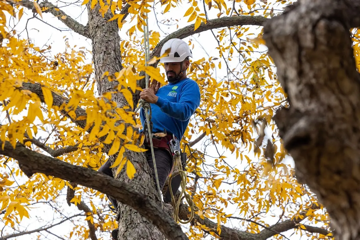 Skilled Tree Pruning crew working in Whitesville
