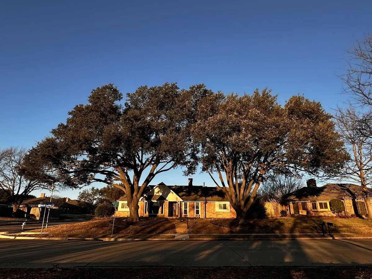 Established residential canopy tree shading a home in Whitesville